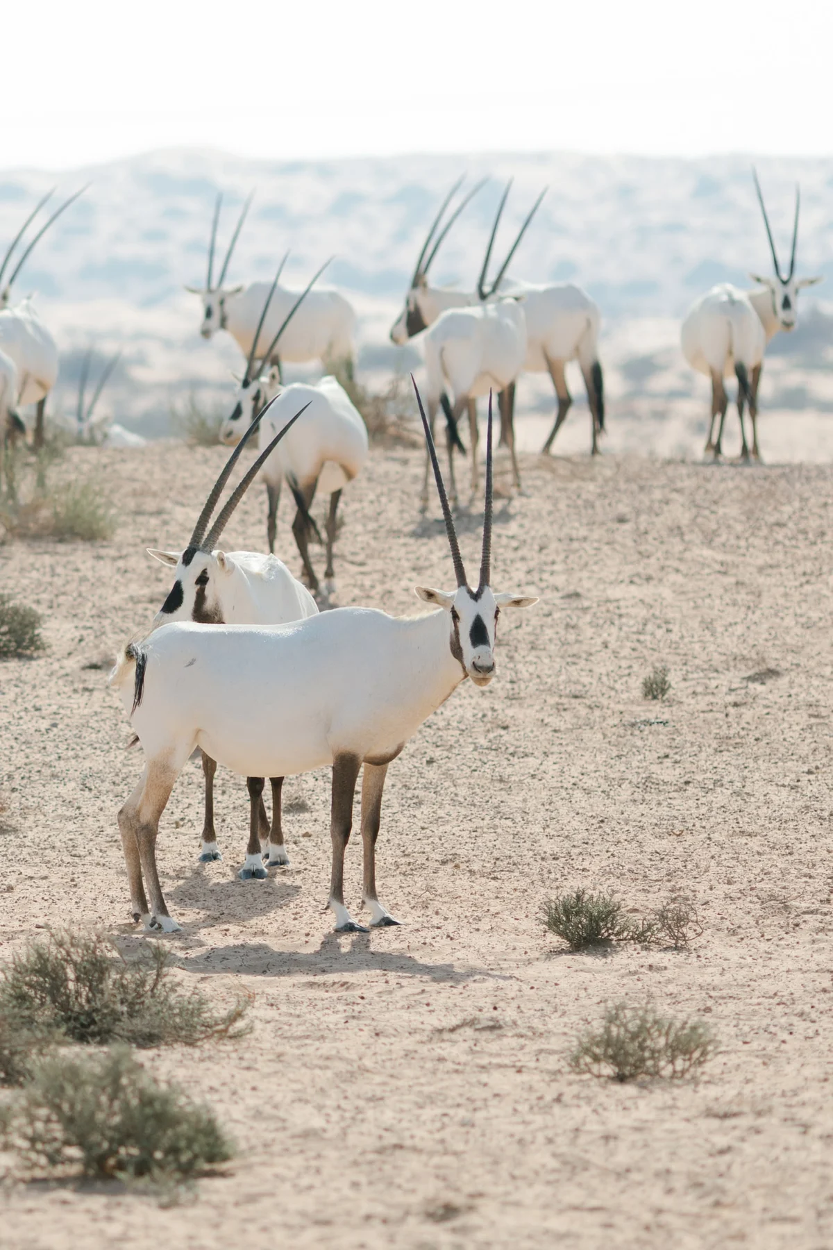 Arabian fairytale editorial at Al Maha Desert Resort, Dubai (1)