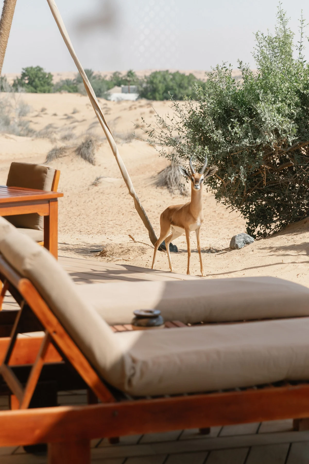 Arabian fairytale editorial at Al Maha Desert Resort, Dubai (5)