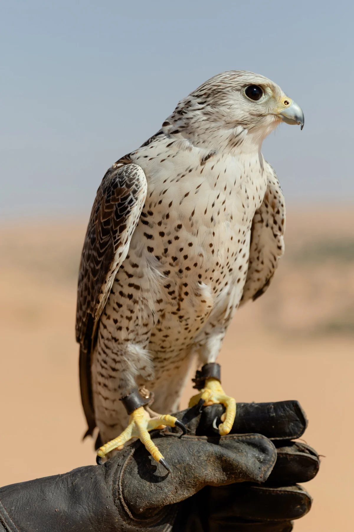 Arabian fairytale editorial at Al Maha Desert Resort, Dubai (26)