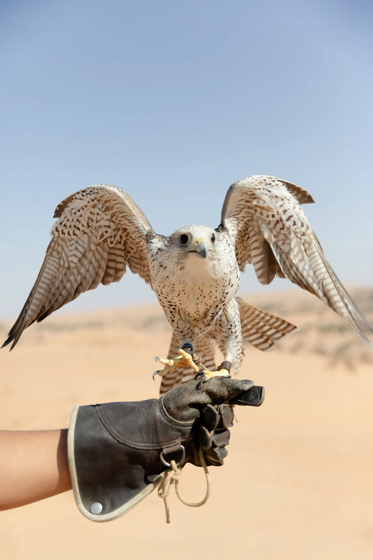 Arabian fairytale editorial at Al Maha Desert Resort, Dubai (31)