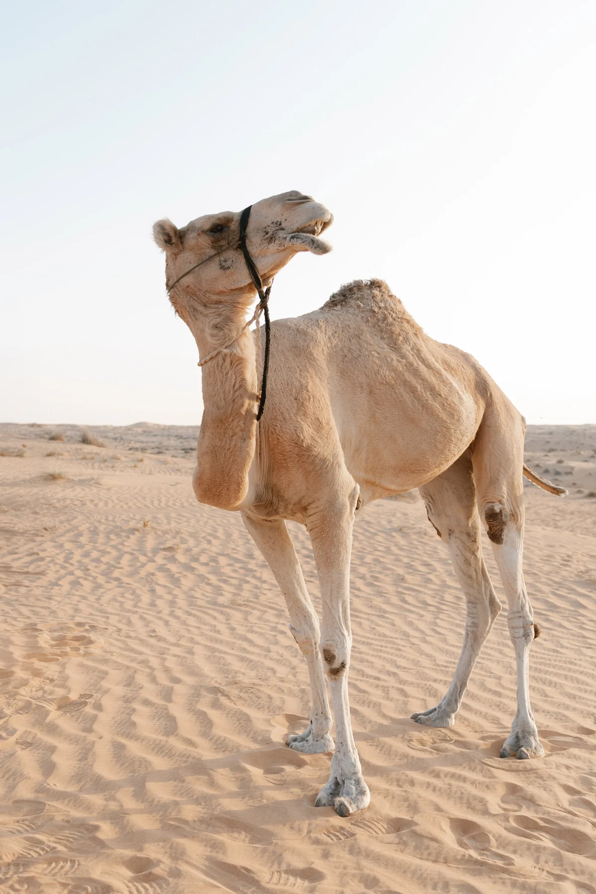Arabian fairytale editorial at Al Maha Desert Resort, Dubai (63)