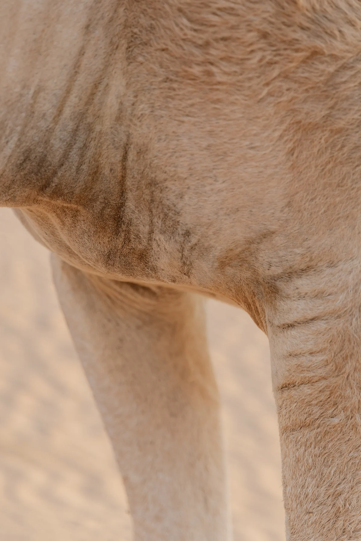 Arabian fairytale editorial at Al Maha Desert Resort, Dubai (67)